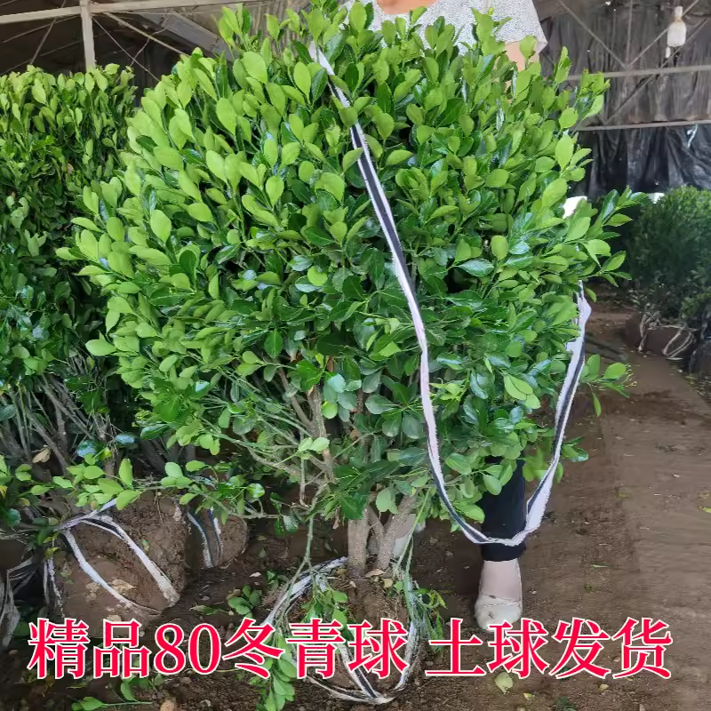 北海道冬青树苗篱笆墙围墙绿篱黄杨四季耐寒绿植丛生大叶绿化
