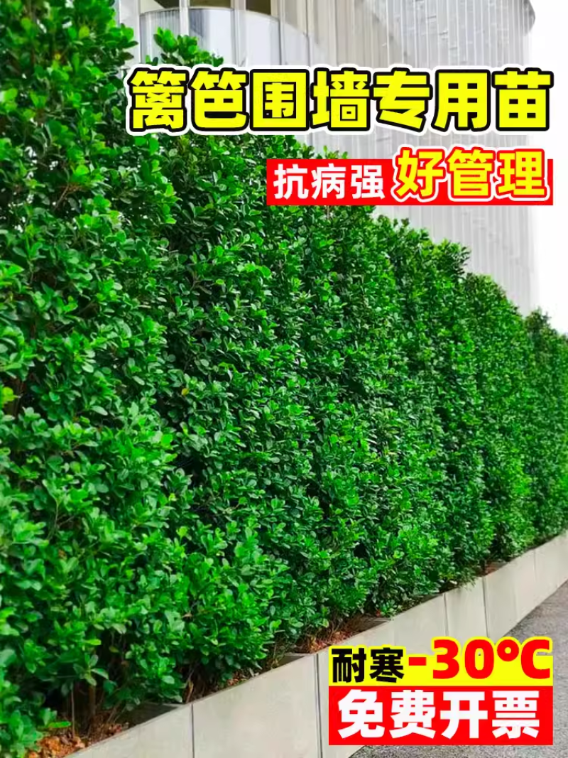 北海道冬青树苗篱笆墙围墙绿篱黄杨四季耐寒绿植丛生大叶绿化