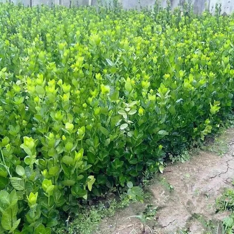 北海道冬青树苗篱笆墙围墙绿篱黄杨四季耐寒绿植丛生大叶绿化