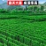 北海道冬青树苗篱笆墙围墙绿篱黄杨四季耐寒绿植丛生大叶绿化