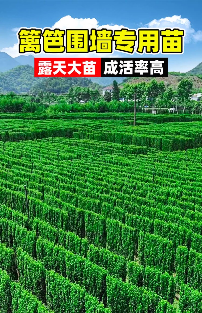 北海道冬青树苗篱笆墙围墙绿篱黄杨四季耐寒绿植丛生大叶绿化