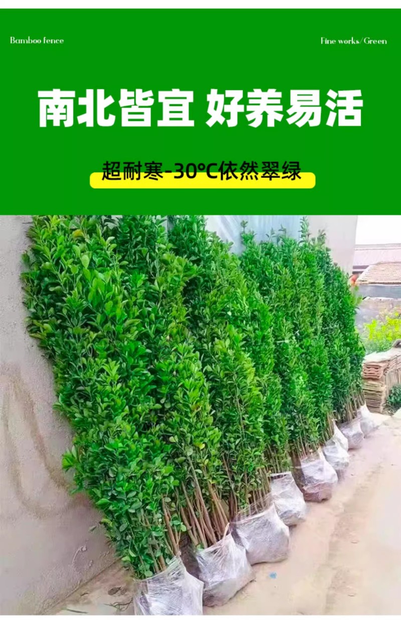 北海道冬青树苗篱笆墙围墙绿篱黄杨四季耐寒绿植丛生大叶绿化