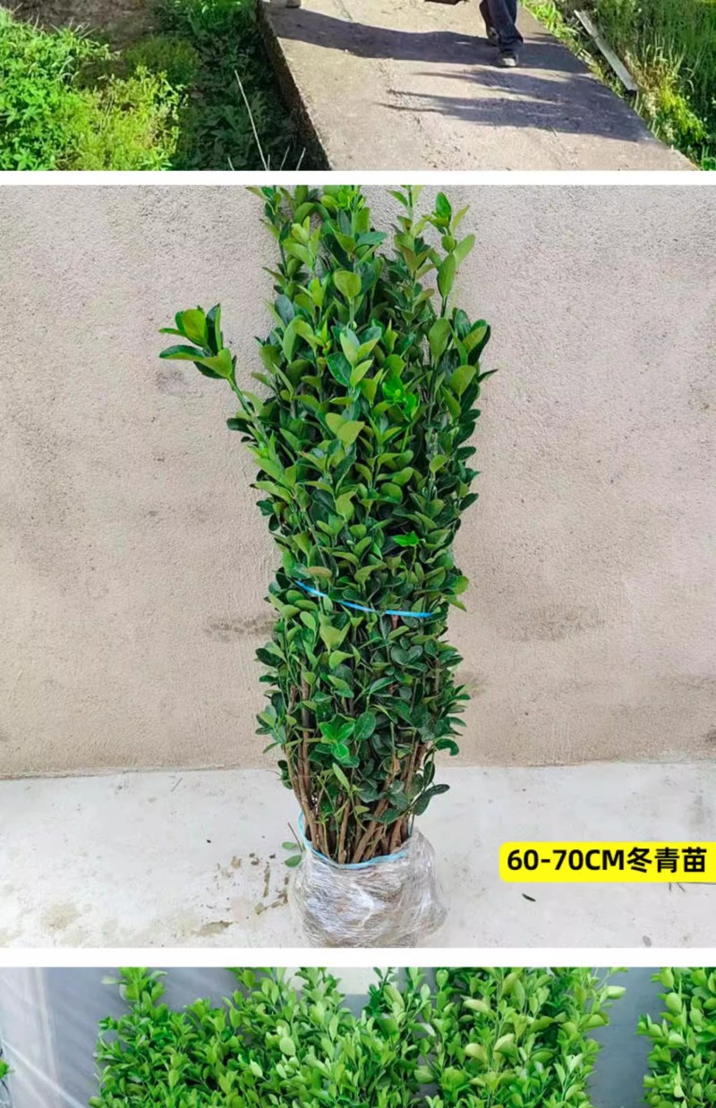 北海道冬青树苗篱笆墙围墙绿篱黄杨四季耐寒绿植丛生大叶绿化
