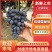 【玫瑰香葡萄】天津玫瑰香葡萄口感甜大棚葡萄直发全国发货