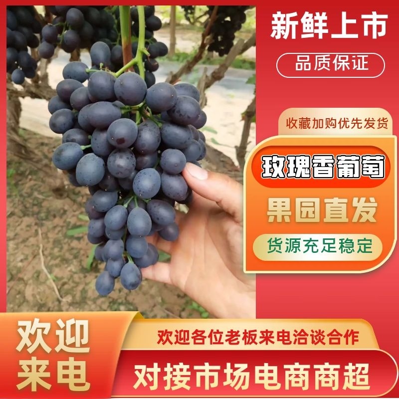 【玫瑰香葡萄】天津玫瑰香葡萄口感甜大棚葡萄直发全国发货