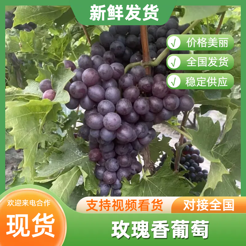 【葡萄】2026年茶淀玫瑰香葡萄产地直发可视频看货欢迎来电
