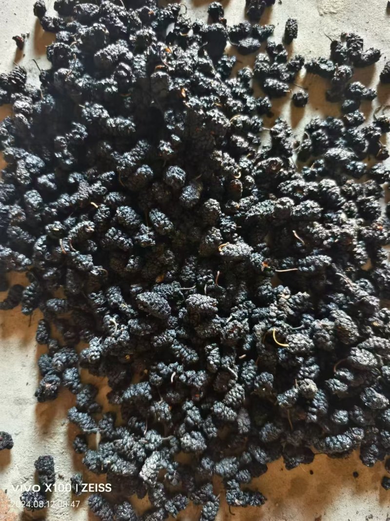 【精品】桑椹一手货源大量批发可带包装欢迎订购