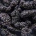 【推荐】桑椹中药材一手货源大量批发欢迎订购