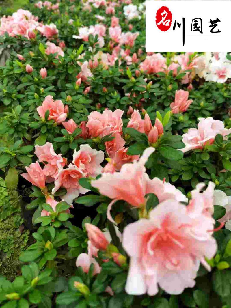 西洋鹃杯苗大量批发花色艳丽花期长成都苗圃基地直供