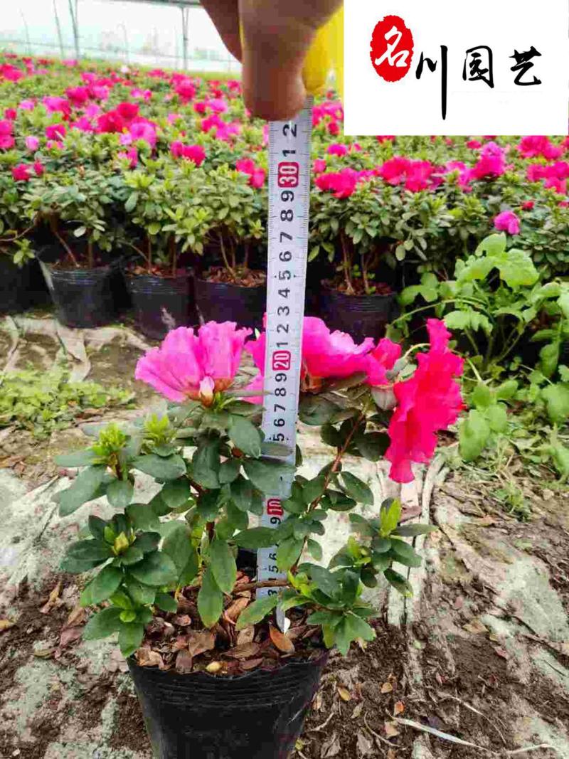 西洋鹃杯苗大量批发花色艳丽花期长成都苗圃基地直供