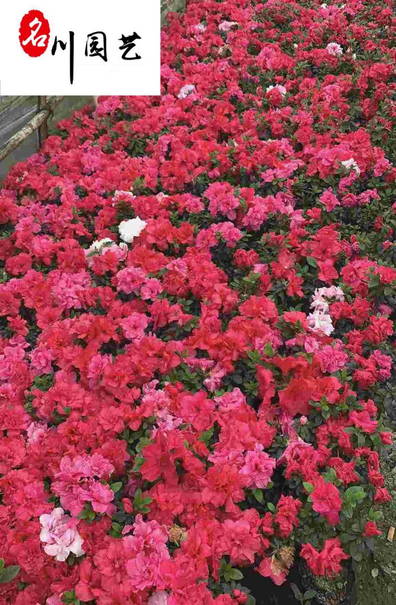 西洋鹃杯苗大量批发花色艳丽花期长成都苗圃基地直供