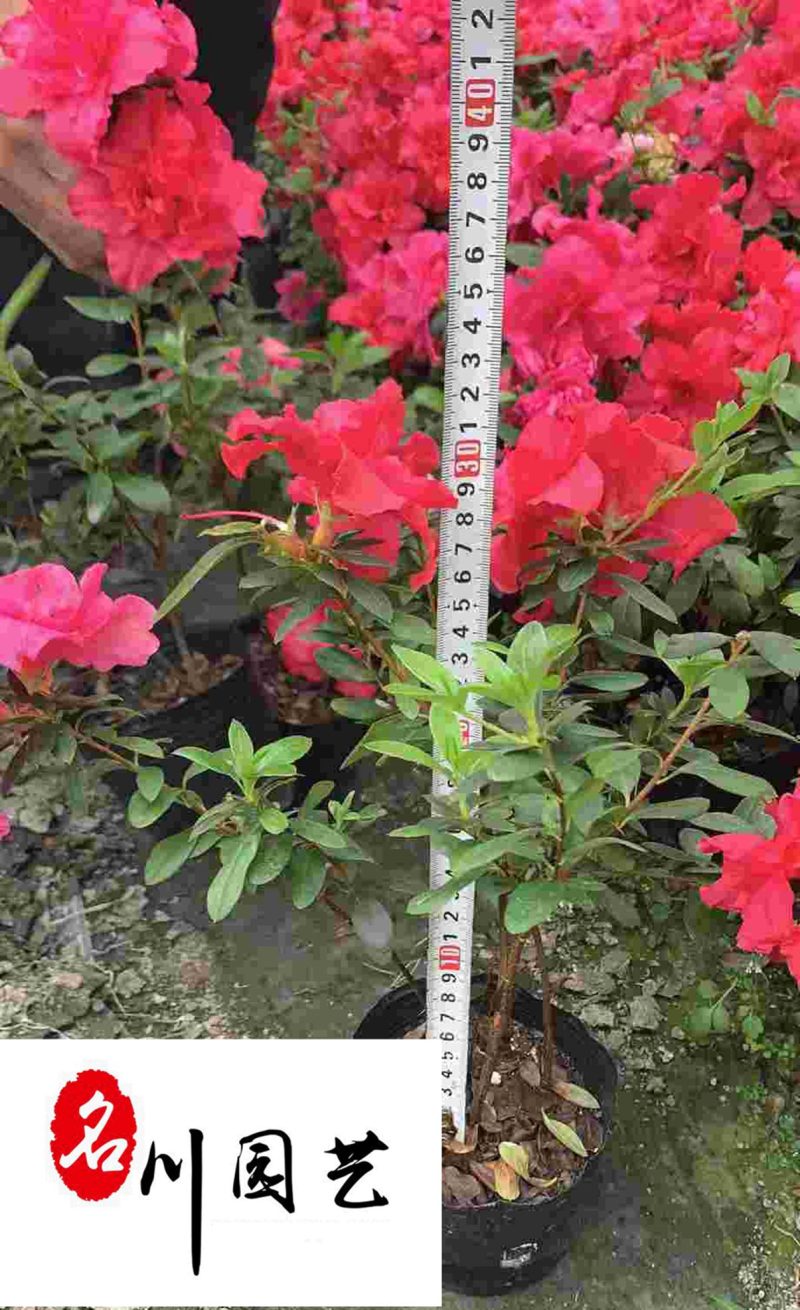 西洋鹃杯苗大量批发花色艳丽花期长成都苗圃基地直供