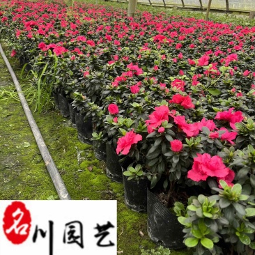 西洋鹃杯苗大量批发花色艳丽花期长成都苗圃基地直供