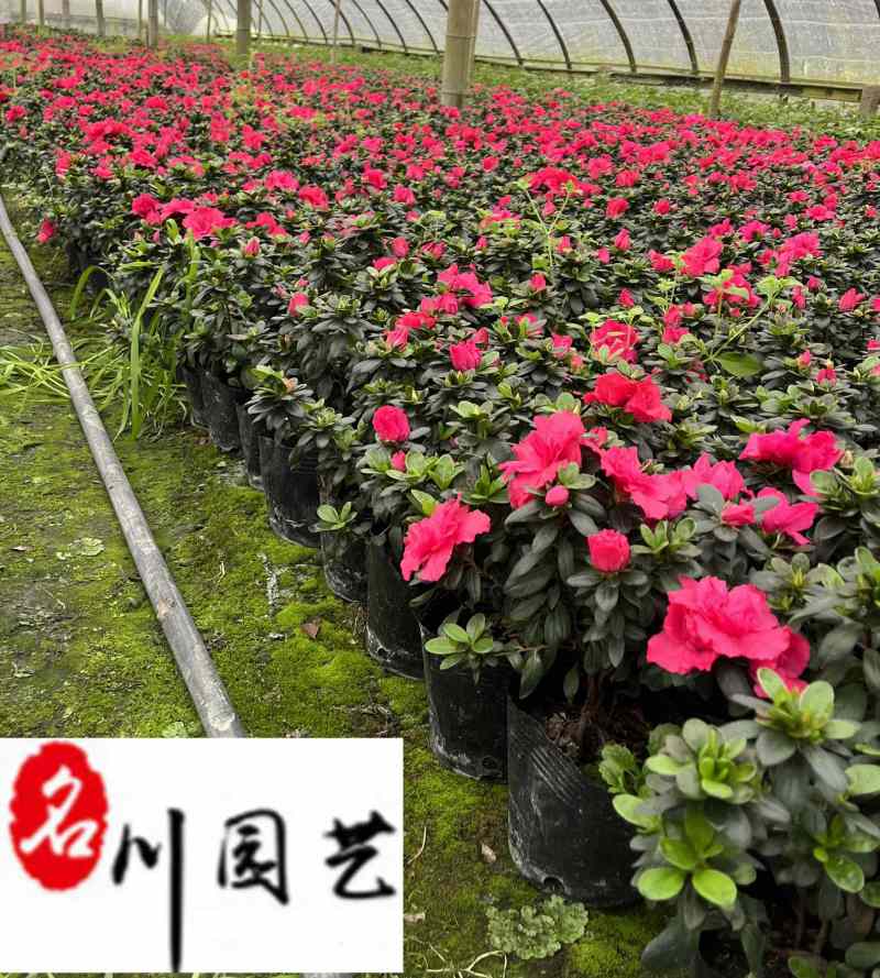 西洋鹃杯苗大量批发花色艳丽花期长成都苗圃基地直供