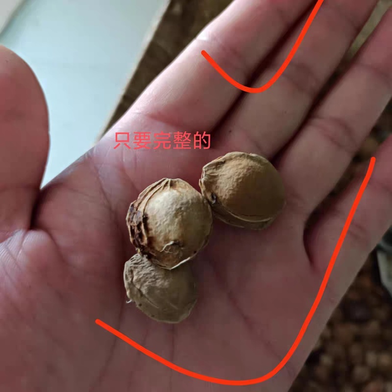苦杏核杏仁自家生产产地直发一手货源支持视频看货
