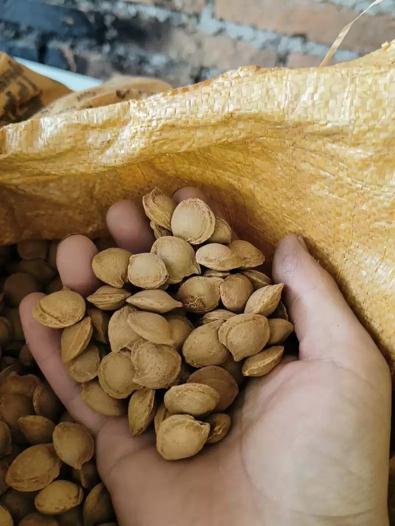 苦杏核杏仁自家生产产地直发一手货源支持视频看货