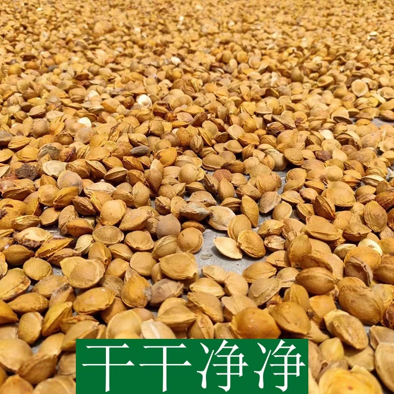 苦杏核杏仁自家生产产地直发一手货源支持视频看货