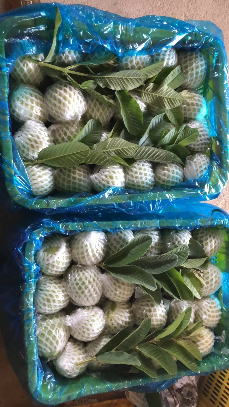 番石榴奶油番石榴营养丰富质优价廉欢迎选购