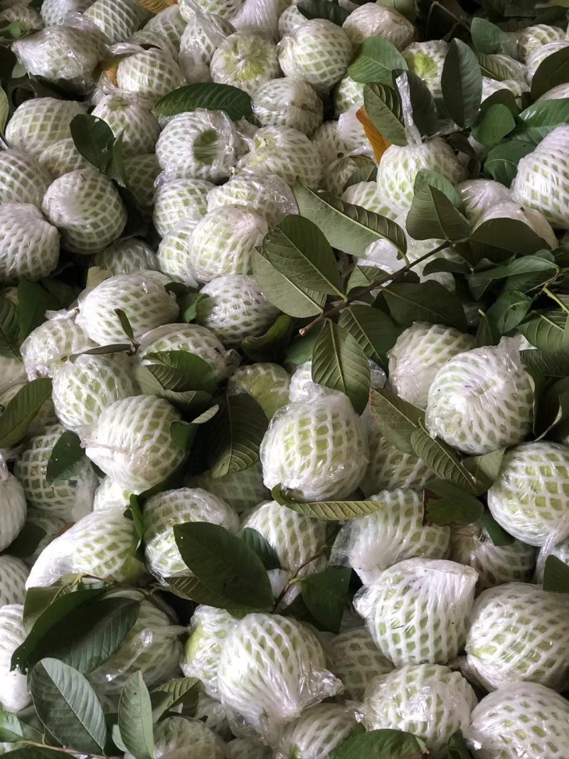 奶油芭乐番石榴精品白心番石榴产地直发