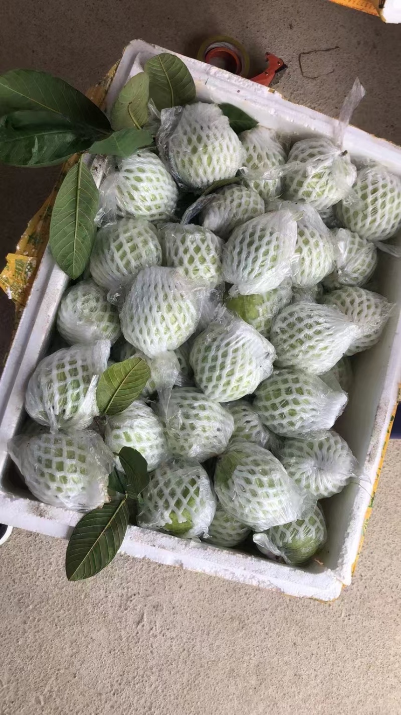 奶油芭乐番石榴精品白心番石榴产地直发