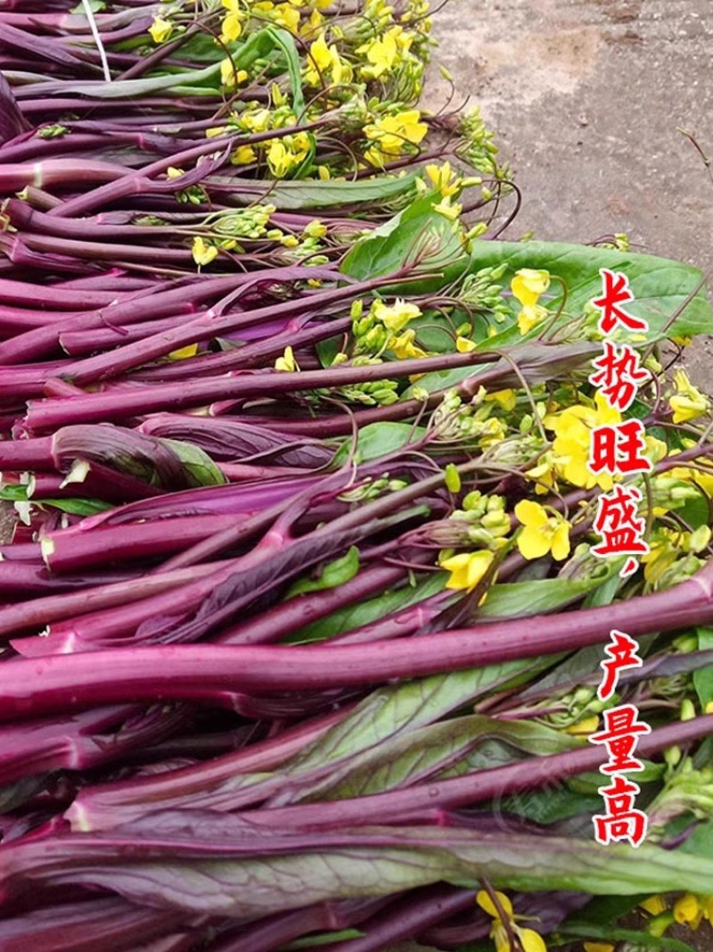 小叶靓丽红菜苔种子杂交小叶菜苔亮紫红色味甜抗病耐寒