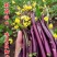 小叶靓丽红菜苔种子杂交小叶菜苔亮紫红色味甜抗病耐寒