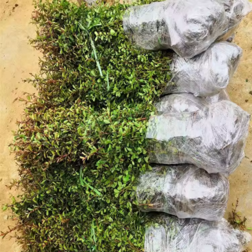 庭院花卉围墙篱笆绿篱小苗火棘苗带刺防盗植物盆景盆栽绿