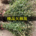 庭院花卉围墙篱笆绿篱小苗火棘苗带刺防盗植物盆景盆栽绿