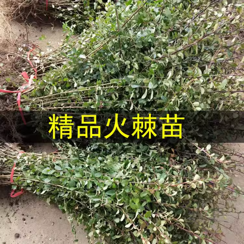庭院花卉围墙篱笆绿篱小苗火棘苗带刺防盗植物盆景盆栽绿