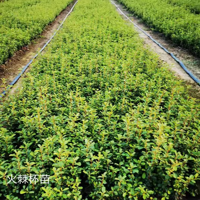 庭院花卉围墙篱笆绿篱小苗火棘苗带刺防盗植物盆景盆栽绿