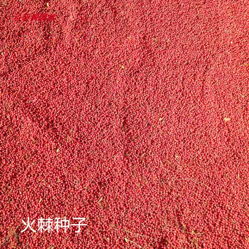 庭院花卉围墙篱笆绿篱小苗火棘苗带刺防盗植物盆景盆栽绿