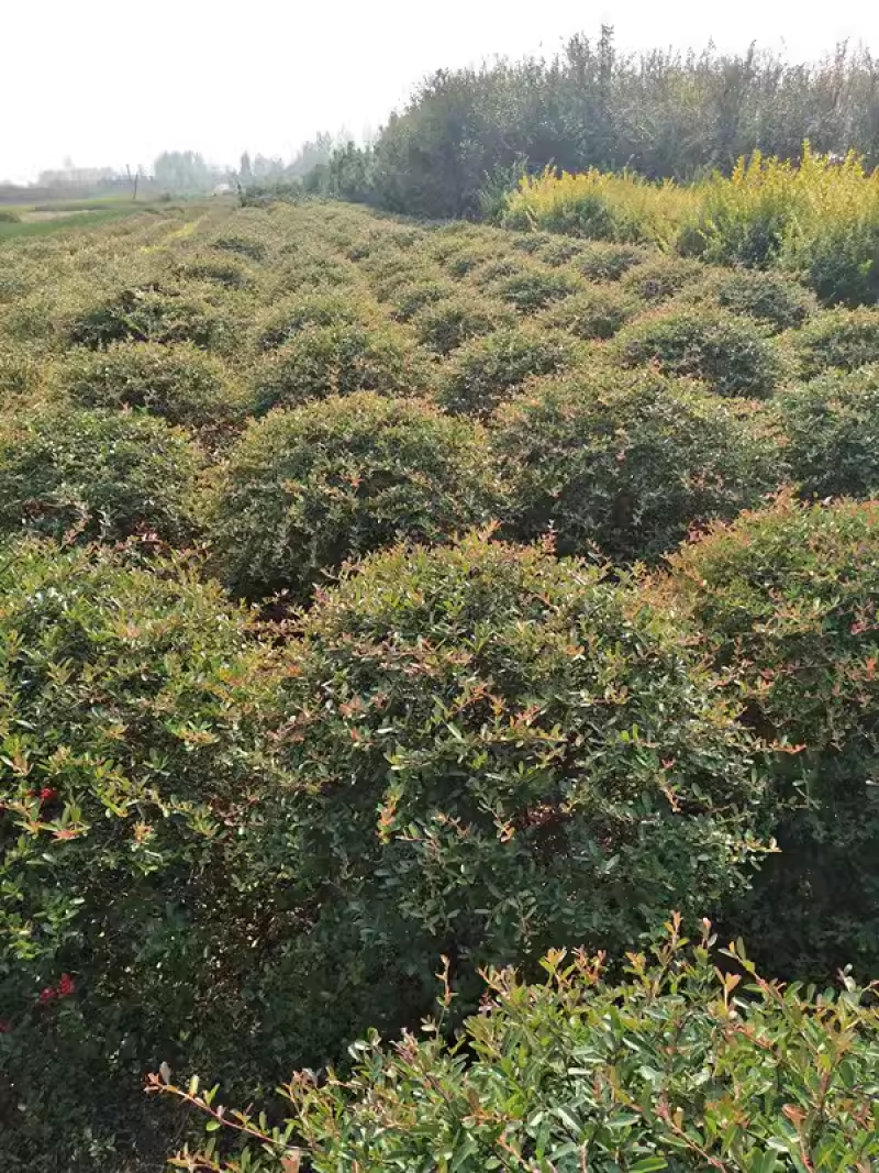 庭院花卉围墙篱笆绿篱小苗火棘苗带刺防盗植物盆景盆栽绿