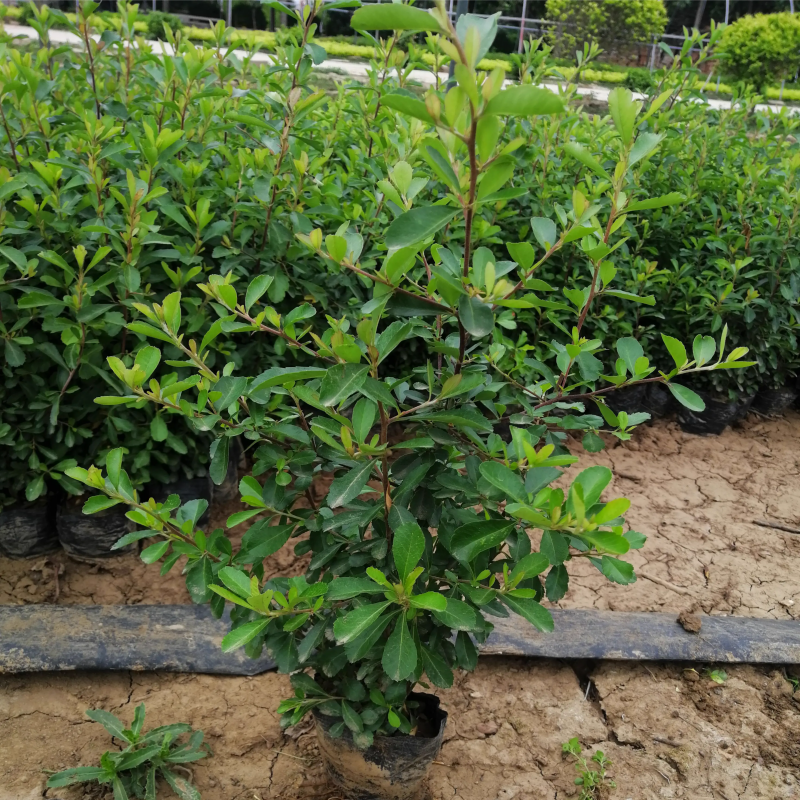 庭院花卉围墙篱笆绿篱小苗火棘苗带刺防盗植物盆景盆栽绿