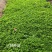 庭院花卉围墙篱笆绿篱小苗火棘苗带刺防盗植物盆景盆栽绿