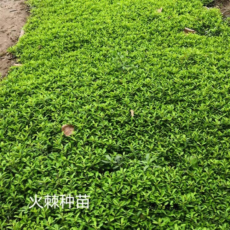 庭院花卉围墙篱笆绿篱小苗火棘苗带刺防盗植物盆景盆栽绿