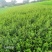 庭院花卉围墙篱笆绿篱小苗火棘苗带刺防盗植物盆景盆栽绿