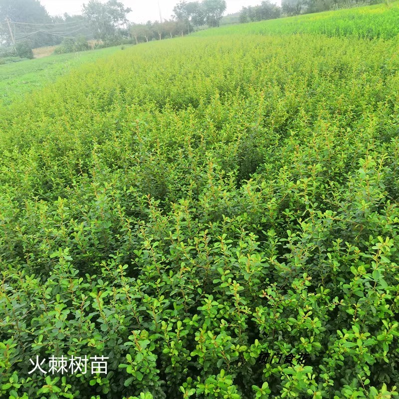 庭院花卉围墙篱笆绿篱小苗火棘苗带刺防盗植物盆景盆栽绿