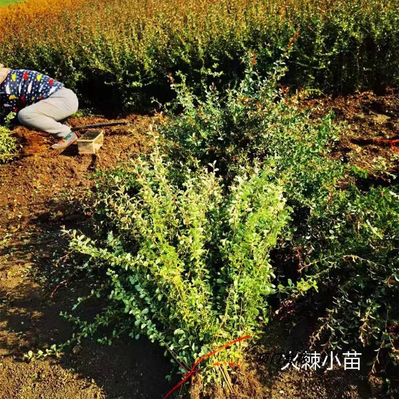 庭院花卉围墙篱笆绿篱小苗火棘苗带刺防盗植物盆景盆栽绿