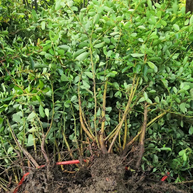 庭院花卉围墙篱笆绿篱小苗火棘苗带刺防盗植物盆景盆栽绿