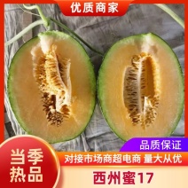 甘肃民勤哈密瓜西州蜜十七号产地直供货源充足可视频看货