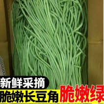 精品青条豆角大量上市，全国发货，品质保证，量大从优