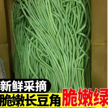 精品青条豆角大量上市，全国发货，品质保证，量大从优