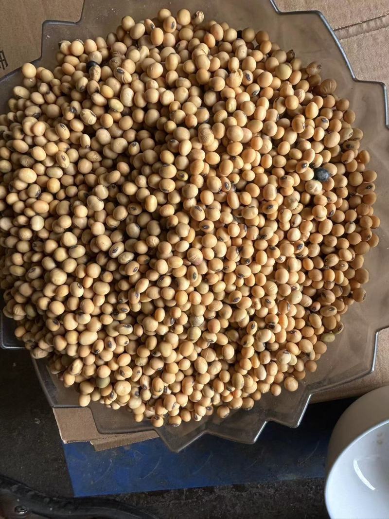 贵州毕节大方老品种干黄豆米，产地直发，保质保量，货源充足