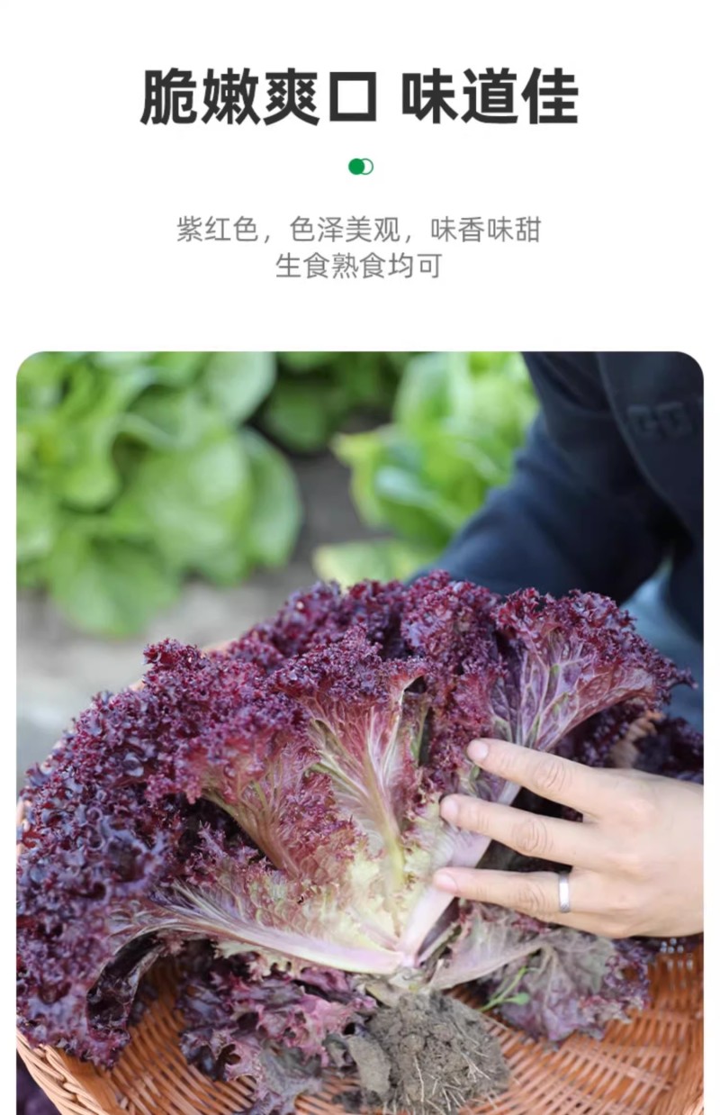 全紫叶生菜种子半直立叶片紫红心部浅紫带绿