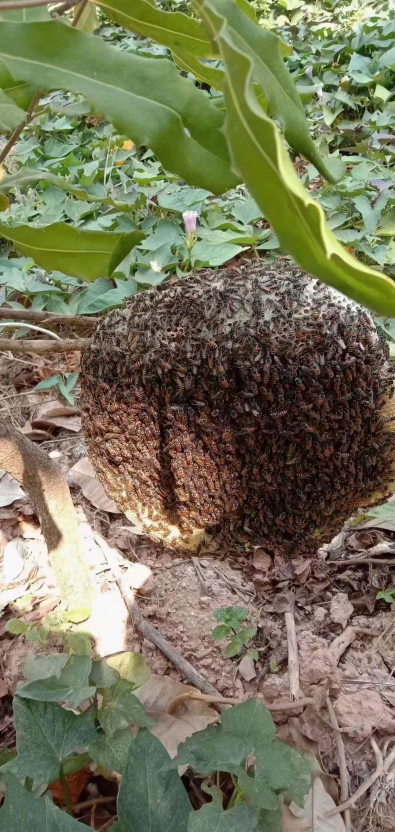云南普洱天然土蜂蜜保质保量保证纯蜂蜜价格优惠欢迎致电