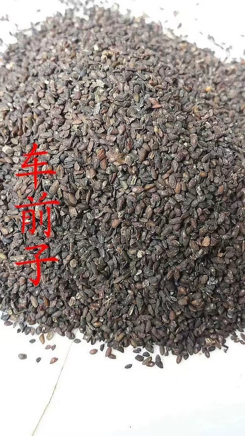 四川德阳大量供应车前子，量大从优，保质保量，批发欢迎咨询