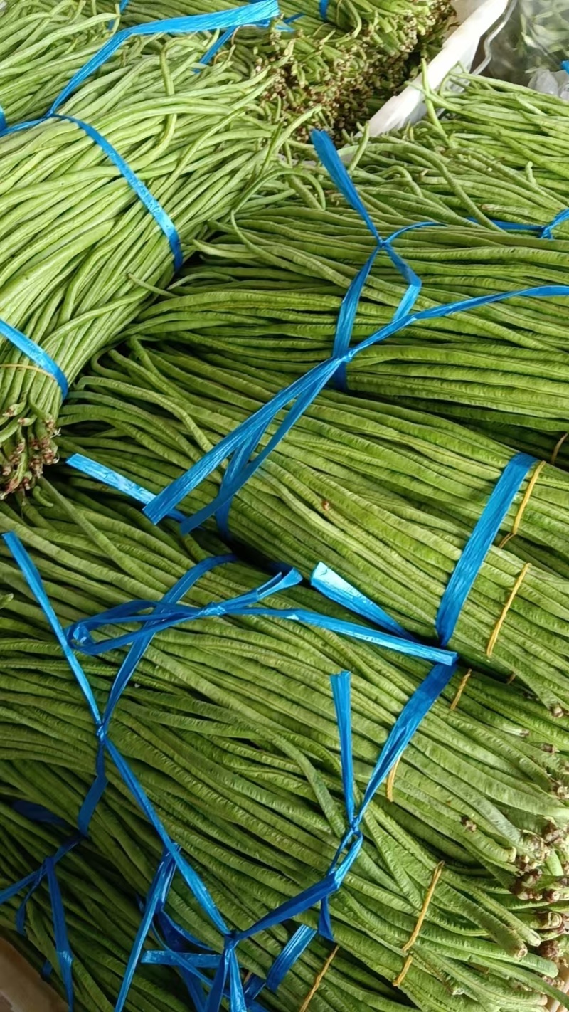 长豆角云南红河豆角大量上市品质保障量大优惠