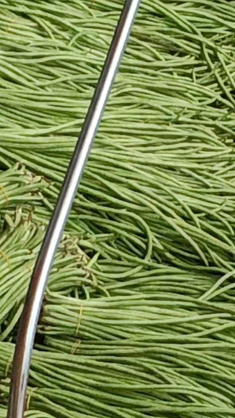 长豆角云南红河豆角大量上市品质保障量大优惠