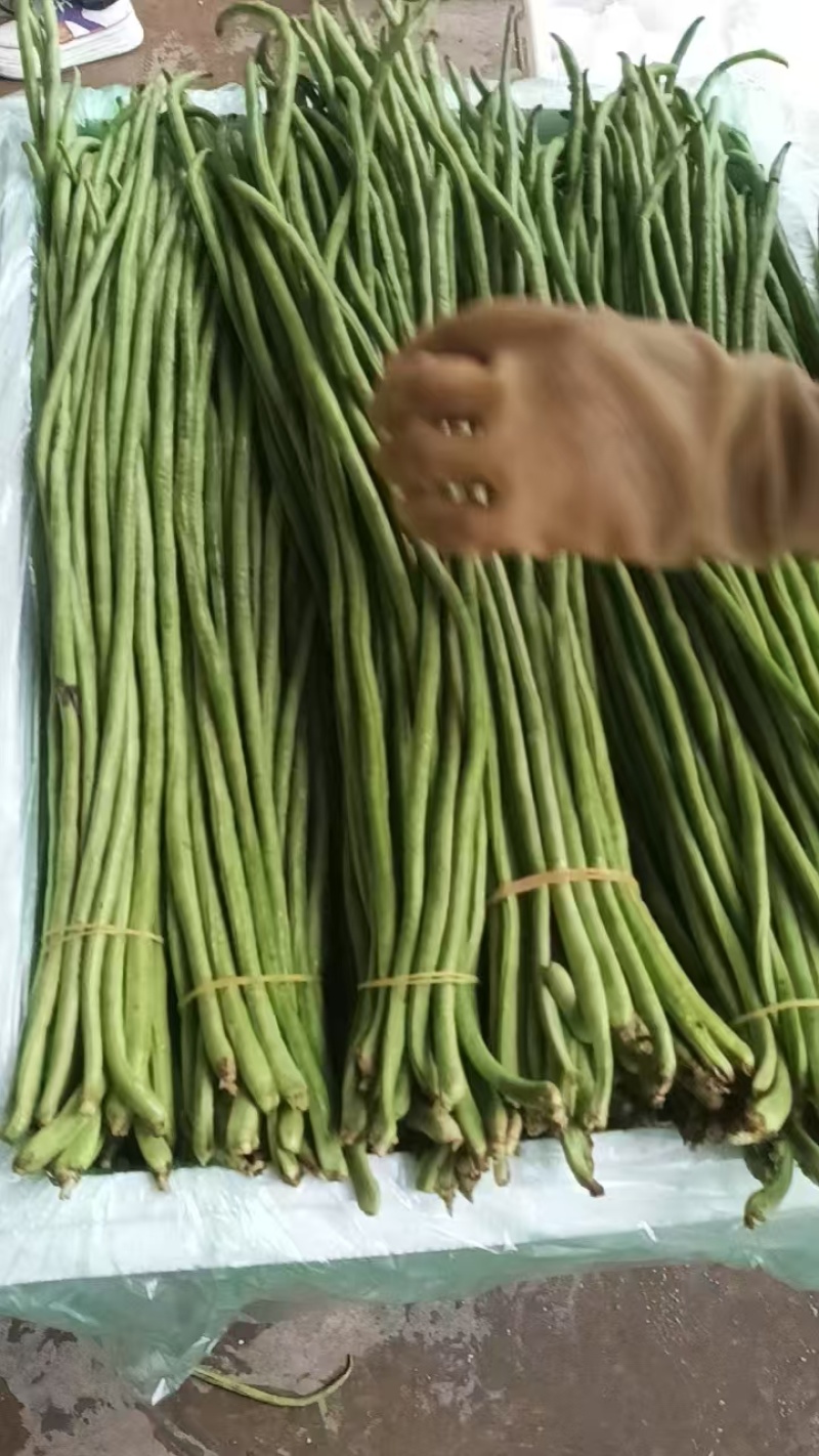 长豆角云南红河豆角大量上市品质保障量大优惠