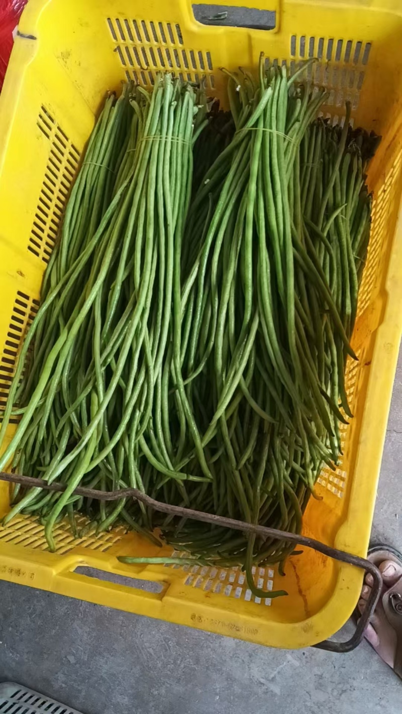 长豆角云南红河豆角大量上市品质保障量大优惠